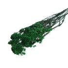 Сухоцвет «Озотамнус» 60 г, цвет темно-зелёный - Фото 1
