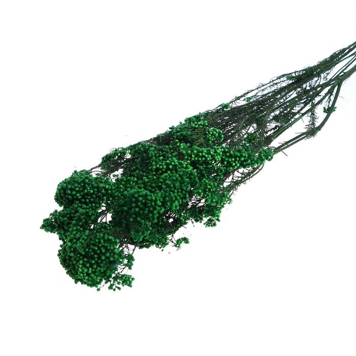 Сухоцвет «Озотамнус» 60 г, цвет темно-зелёный - Фото 1