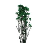 Сухоцвет «Озотамнус» 60 г, цвет темно-зелёный - Фото 2