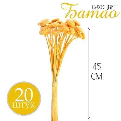 Сухоцвет «Батао» набор 20 шт., 45 см, жёлтый