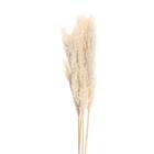 Сухоцвет «Пампасная трава» набор 5 шт., цвет бежевый - Фото 4