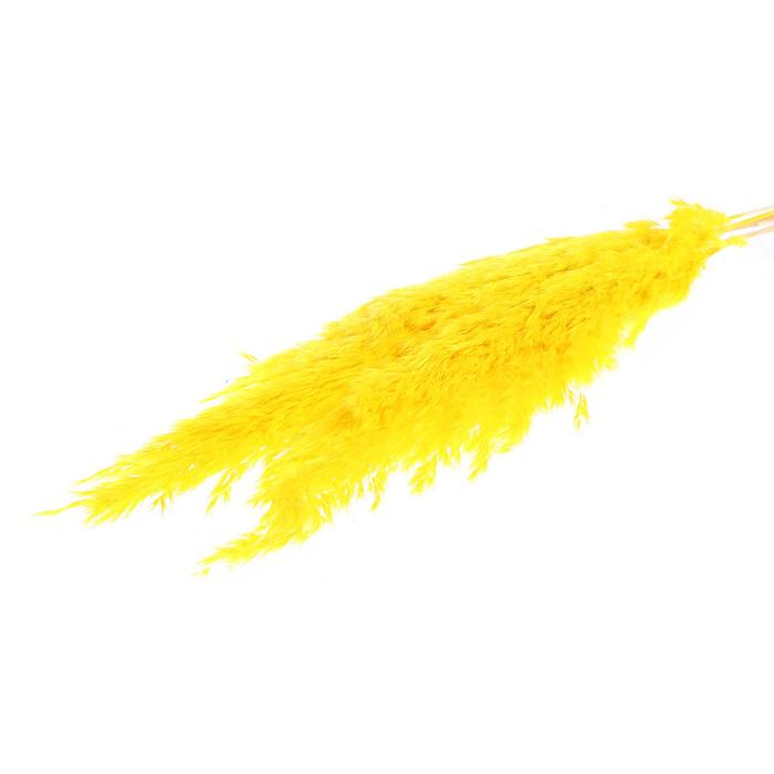 Сухоцвет «Пампасная трава» набор 5 шт., цвет жёлтый - Фото 1