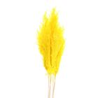 Сухоцвет «Пампасная трава» набор 5 шт., цвет жёлтый - Фото 2