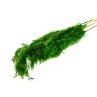 Сухоцвет «Пампасная трава» набор 5 шт., цвет зелёный - фото 9377119