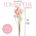 Сухоцвет «Гомфрена шаровидная» набор — от 17 до 20 шт., цвет розовый - Фото 3