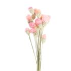 Сухоцвет «Гомфрена шаровидная» набор — от 17 до 20 шт., цвет розовый - фото 9113872