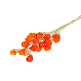 Сухоцвет «Гомфрена шаровидная» набор 20 шт., цвет оранжевый