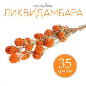 Сухоцвет «Ликвидамбара» 35 г, цвет оранжевый Ош