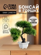 Бонсай в горшке «Цитронелла», 12×25 см - Фото 1