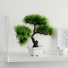 Бонсай в горшке «Цитронелла», 12×25 см - Фото 2