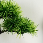 Бонсай в горшке «Цитронелла», 12×25 см - Фото 3