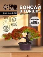 Бонсай 1