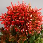 Бонсай «Рута душистая», 11×22 см, МИКС - фото 24380356