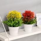 Бонсай «Рута душистая», 11×22 см, МИКС - фото 24380357