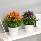 Бонсай «Рута душистая», 11×22 см, МИКС - фото 24380358