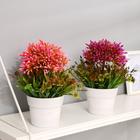 Бонсай «Рута душистая», 11×22 см, МИКС - фото 24380359