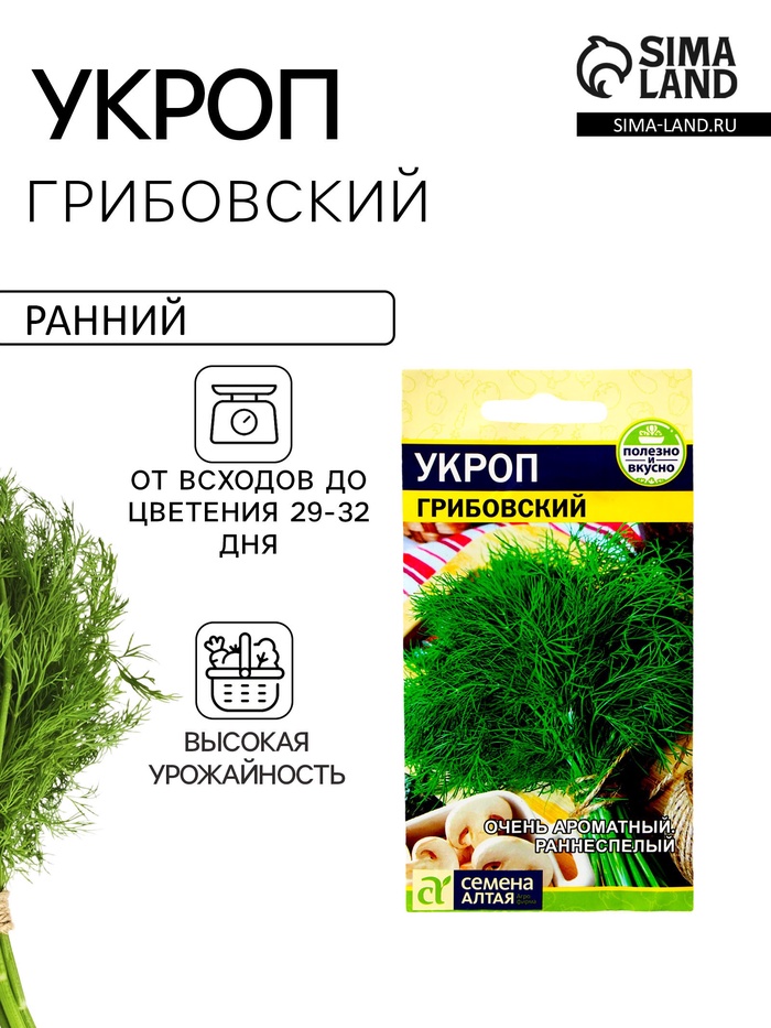 Семена Укроп «Грибовский», 2 г - Фото 1