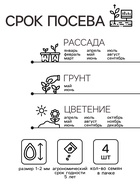 Семена цветов Пеларгония «Дансер Ред», зональная, 3 шт., «Семена Алтая» - Фото 2