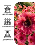 Семена цветов Петуния «Превосходнейшая Розеа» F1, 7 шт. - Фото 3