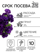 Семена цветов Петуния «Дуо», F1, синяя, махровая, 10 шт. - Фото 2
