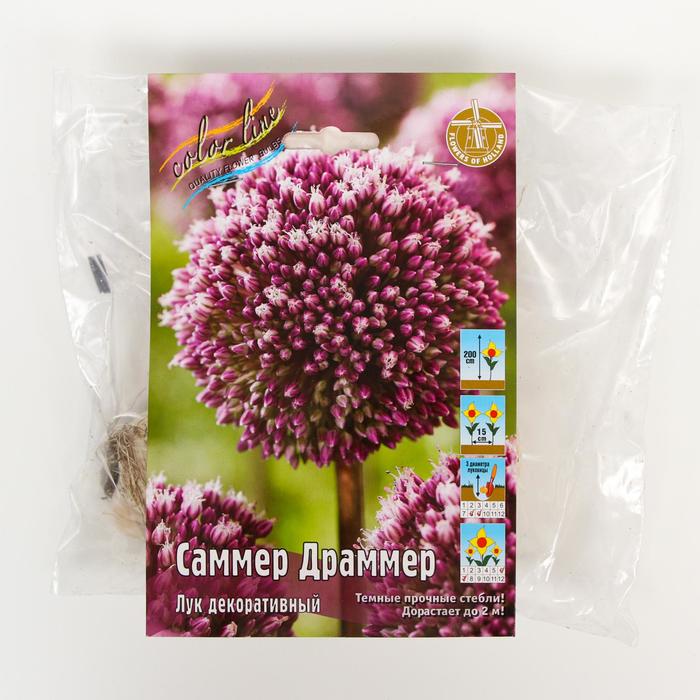 Лук декоративный Саммер Драммер - купить луковицы в интернет-магазине Лафа с дос