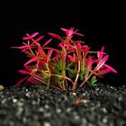 Растение искусственное аквариумное, 2,5 х 5 см, розово-зелёное - фото 9397852