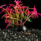 Растение искусственное аквариумное, 2,5 х 5 см, розово-зелёное - Фото 3