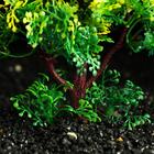 Растение искусственное аквариумное, 15 см, зелёное (комплект 2 шт) - фото 39052241