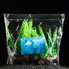 Растение искусственное аквариумное на платформе в виде коряги, 18 см, зелёное - Фото 4