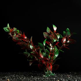 Растение искусственное аквариумное, 4 х 20 см, красно-зелёное