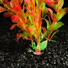 Растение искусственное аквариумное, 4 х 30 см, красно-зелёное 6886588