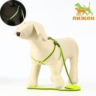 Комплект светоотражающий «Косточки», ошейник 120×1 см, ОШ 26-42 см, ОГ 26-42 см, зелёный - Фото 1