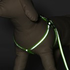 Комплект светоотражающий «Косточки», ошейник 120×1 см, ОШ 26-42 см, ОГ 26-42 см, зелёный - Фото 2
