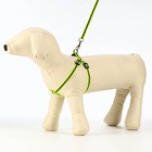 Комплект светоотражающий «Косточки», ошейник 120×1 см, ОШ 26-42 см, ОГ 26-42 см, зелёный - Фото 4