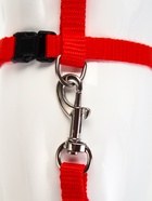 Комплект для кошек, ширина 1 см, ОШ 16.5-27 см, ОГ 21-35 см, поводок 120 см, красный - Фото 6