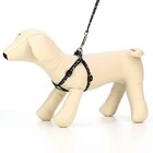 Комплект «Классика», капрон, ширина 1 см, шлейка 28-47 см, поводок 120 см, чёрный - Фото 2