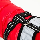 Куртка для собак со светоотражающей шлейкой,  размер14 (ДС 32 ОГ 42 ОШ 31), красная - фото 7256633