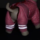 Комбинезон для собак «Горошек», размер 18 (ДС 31, ОГ 46, ОШ 38 см), розовый - Фото 4