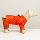 Комбинезон для собак  "Горошек", размер 10 (ДС 25, ОГ 34, ОШ 24 см), рыжий - фото 9825015