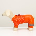 Комбинезон для собак  "Горошек", размер 10 (ДС 25, ОГ 34, ОШ 24 см), рыжий - фото 9825017