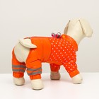 Комбинезон для собак  "Горошек", размер 18 (ДС 31, ОГ 46, ОШ 44 см), рыжий - фото 6481401