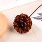 Декор сухоцвет «Сосновая шишка», h=40 см, d=5.5 см, коричневый - Фото 2