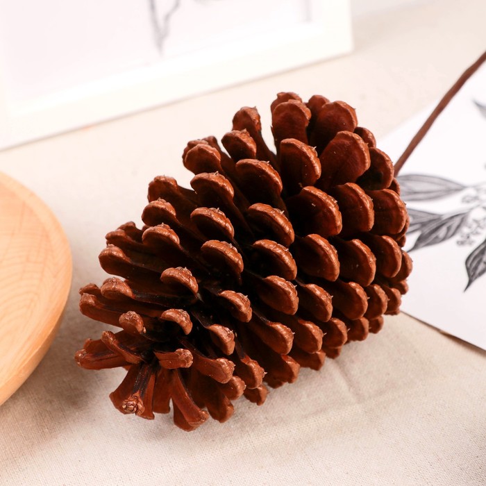 Декор сухоцвет