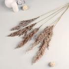 Сухоцветы «Камыш», h=80 см, (фасовка 5 шт., цена за 1 шт.), бежевые - Фото 1
