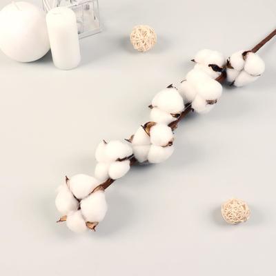 Декор сухоцвет «Хлопок», h=70 см, d=5 см