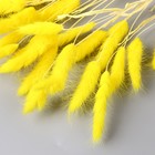 Декор сухоцвет "Лагурус" 65 см, жёлтый (фасовка 30 шт, цена за 1 шт) - Фото 2