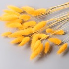 Декор сухоцвет "Лагурус" 65 см, жёлтый (фасовка 30 шт, цена за 1 шт) - Фото 4