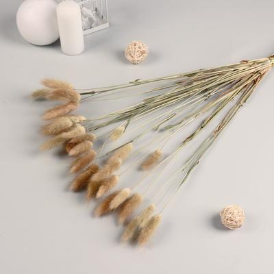 Сухоцветы «Лагурус», h=65 см, (фасовка 30 шт., цена за 1 шт.), бежевые