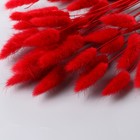 Декор сухоцвет "Лагурус" 65 см, красный (фасовка 30 шт, цена за 1 шт) - Фото 4