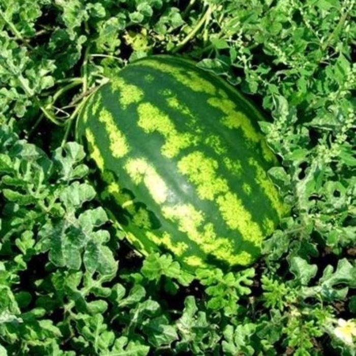 Сорта арбузов. Арбуз продюсер f1. Сорт арбуза волгоградский. Сорт арбуза быковский 22. Арбуз продюсер f1 в теплице.